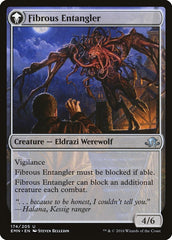 Tangleclaw Werewolf // Fibrous Entangler [Eldritch Moon] | Jomio and Rueliete's Cards and Comics